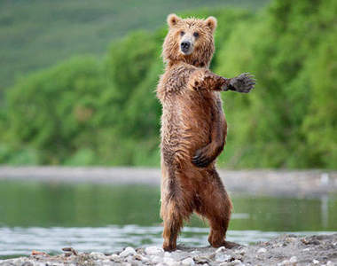 熊熊的不想當熊了！那些舉止人模人樣的大熊小熊們ᵔᴥᵔ 