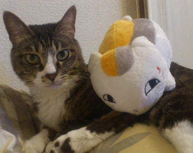 夏目友人帳千萬紀念《貓咪老師攝影大賽》超萌四大賞你最愛哪一隻？