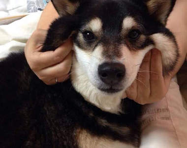 聽說《柴犬臉頰》超軟Q 手癢飼主親自示範給你看(・∀・;)