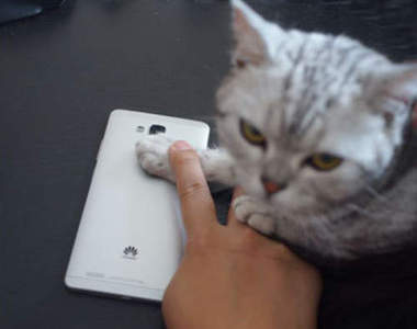 《肉球解鎖》有一天我拿我的貓去指紋鎖定......