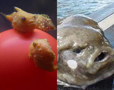 《小動物長大後》正所謂小時了了大未必佳嗎？