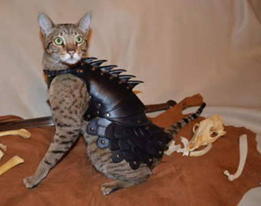 手工《貓咪皮盔甲》是想出去和別人對打嗎XD？