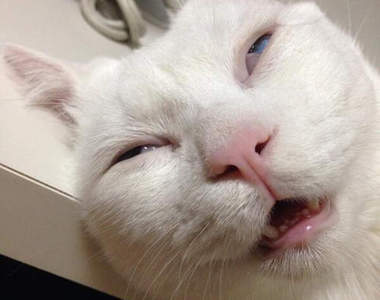 《貓的終極顏藝》這才是打擾主人工作的最高境界www