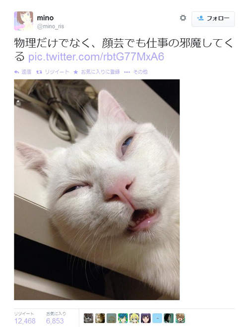 貓的終極顏藝》這才是打擾主人工作的最高境界www