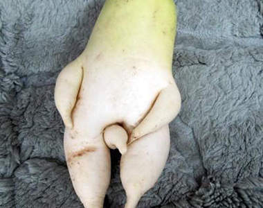 珍奇百怪超大根　今天的白蘿蔔們沒有極限（GGininDer）