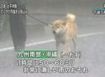 《惡劣天氣的散步柴犬》再糟糕的天氣也阻止不了柴柴們散步去~♪ 《惡劣天氣的散步柴犬》再糟糕的天氣也阻止不了柴柴們散步去~♪