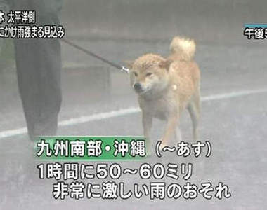 《惡劣天氣的散步柴犬》再糟糕的天氣也阻止不了柴柴們散步去~♪