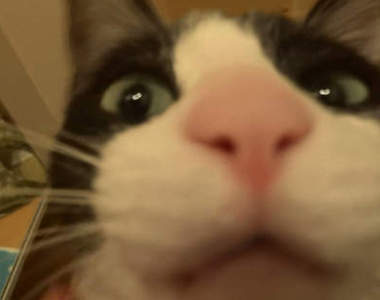 《迎門貓Moo醬》最撒嬌最愛洗澡最愛說話的賓士貓