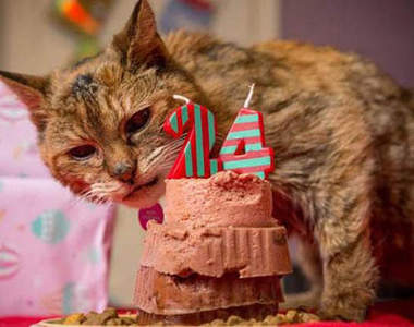 《世界紀錄最老的貓》讓貓咪健康長壽的秘訣是？