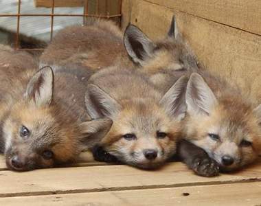 超治癒《藏王狐狸村》想要近距離接觸狐狸們來這裡就對囉~!