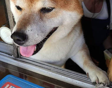 9月9日狗狗節 將愛犬拍影片轉GIF真是送禮自用兩相宜