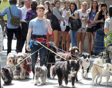 丹尼爾沒事做紐約溜狗去?你也養太多隻了吧...