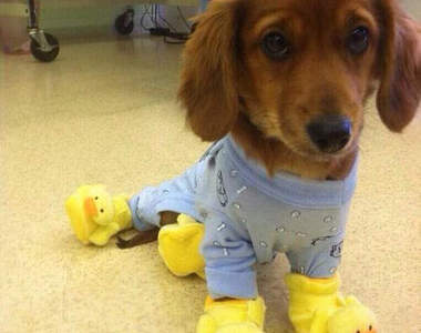 敲可愛《狗狗睡衣照》可是我家狗狗都裸睡耶(//▽//) 