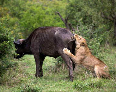 《牛水的逆襲》獅子說嘿咻關你什麼事！？