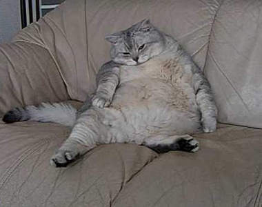 《超萌貓的運動滾輪》你家也有安產型肥貓嗎？（指）