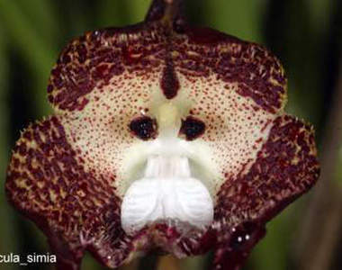 《猴臉蘭花》猴子不是石頭裡蹦出來的嗎?怎麼變花了(指)