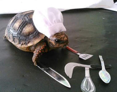 《戰鬥烏龜》他們是地表最強的寵物，好烏龜不養嗎？