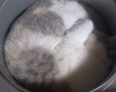 貓鍋進化版《電鍋貓》不小心可是會嚇到主人的喵Σ(Д゚;/)/