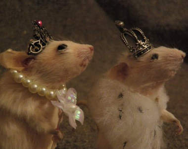 可愛但不氣味的《老鼠標本西洋棋》你敢拿起來玩嗎......