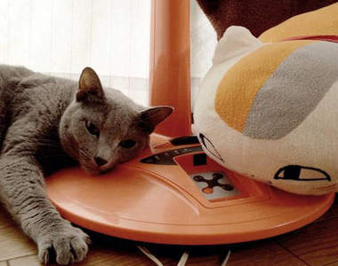 尋找《貓咪老師》攝影大賽　這麼巧！你家也有貓咪老師嗎？