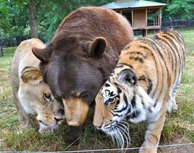 《患難見真情》熊、獅子、老虎，一段跨越種族的友情！