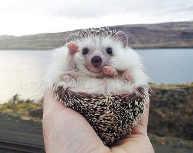 《打招呼的動物們》各個都會跟你SAY Hello (*´ω`)人(´ω`*)