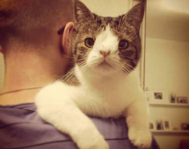 《扁臉貓Monty》雖然沒有鼻樑但牠有滿滿的溫柔