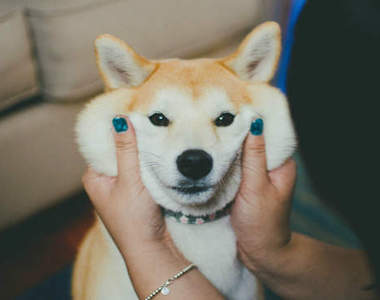 《柴犬的表情》為什麼鄙視的眼神也可以這麼可愛~