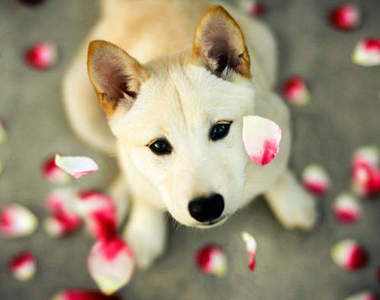 《流浪狗寫真》可愛的狗狗們只希望能早一天找到新主人♥