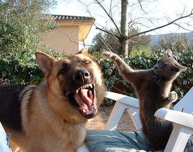 《貓你一拳動圖》貓貓拳法你能看的透嗎？