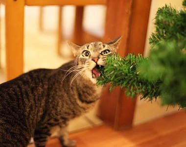 《破壞聖誕節的寵物們》聖誕節？那是什麼？能吃嗎？（嚼）