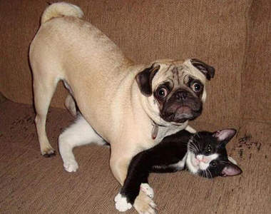 貓的！抓姦在床　猜主人不在家～寵物在搞啥？