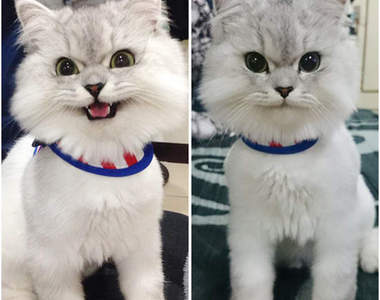 正氣凜然陽光喵《樂樂》好像玩具噢(´,,•ω•,,)♡