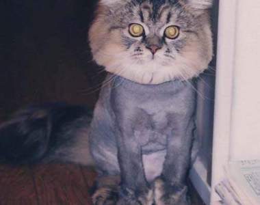 《寵物剃毛樂》貓大爺剃毛就變成獅子王啦♥