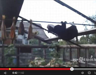 《貓的搞笑影片》愉快的假日開始啦