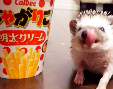 治癒系《刺蝟Turbo》每個表情都融化你的心 ❤