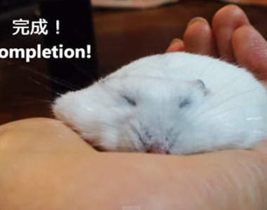 《讓倉鼠融化的方法》有養倉鼠的快來學學吧XD