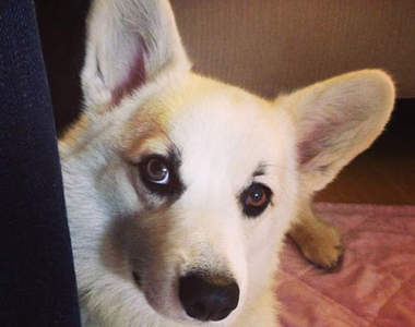 超帥氣《濃顏柯基Winston》根本狗界北村一輝嘛你（喂）