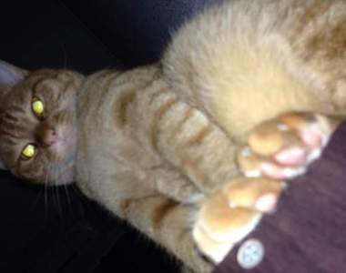 《霸氣魔王貓》是哪個傢伙要挑戰本喵的站出來～！