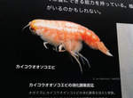 短腳雙眼鉤蝦(Hirondellea gigas) 日本網友覺得這好像一貫鮮蝦握壽司 短腳雙眼鉤蝦(Hirondellea gigas) 日本網友覺得這好像一貫鮮蝦握壽司
