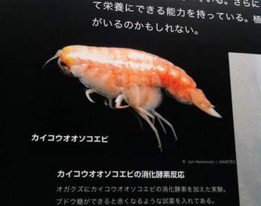 短腳雙眼鉤蝦(Hirondellea gigas) 日本網友覺得這好像一貫鮮蝦握壽司
