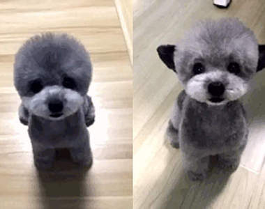 《賣萌貴賓狗》會把耳朵藏起來的技能也太可愛了>////<