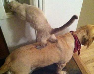 25張圖描述「合作」的重要　我力氣很大一人能折斷一把樹枝不行嗎？