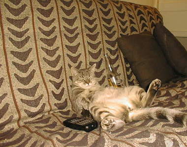 睡著後自動錄影手環 這是沙發馬鈴薯的好朋友