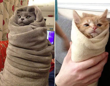 《貓的捲起來》馬上變成一杯超萌退火冰淇淋♥