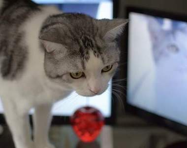 《保護鍵盤免受貓咪的肉球踐踏》卻忘了一件最重要的事