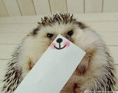 治癒系《刺蝟丸太郎》表情豐富超可愛 ◕ฺε ◕ฺ