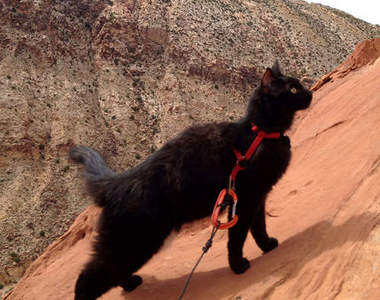 《登山貓Millie》跟型男貓奴一起飛簷走壁的高手貓貓