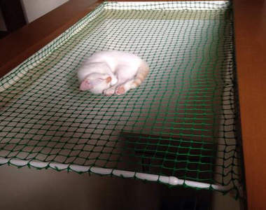 《貓的雜技團》原來養貓還需要有顆強心臟ww（筆記）