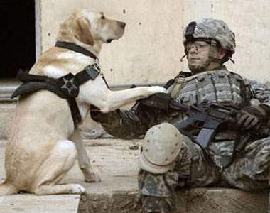 《軍人與狗》狗狗真是人類的好朋友和好夥伴～